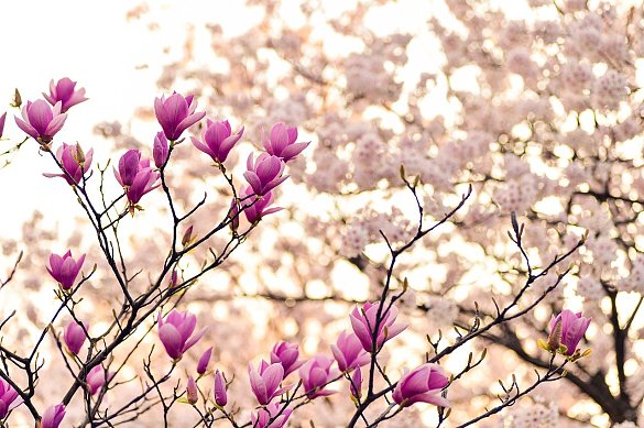 Foto von Magnolien