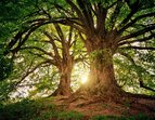 Foto wunderschöner Bäume